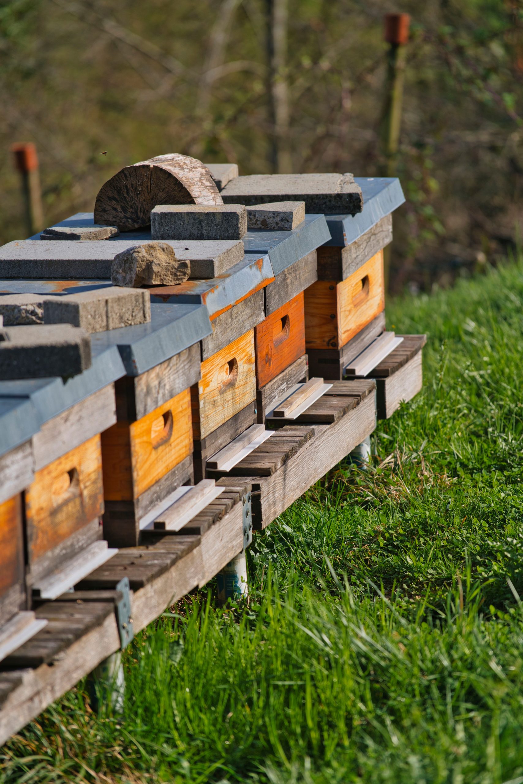 Wooden bee hives in a lush outdoor meadow, a serene beekeeping scene.